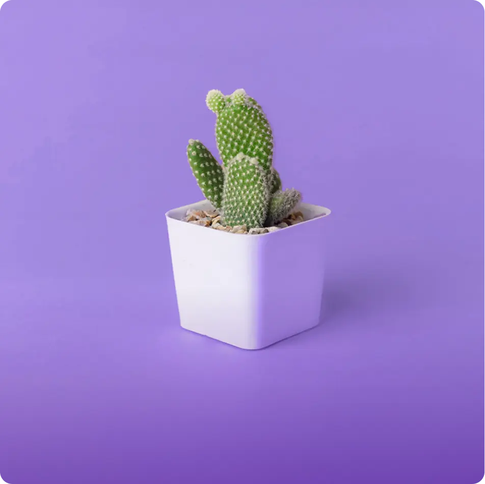 A small potted cactus representing scratchy eyes